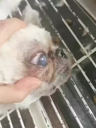 狗狗火蒙和白内障一定要区分清楚在用药#西施犬犬舍 #小型犬繁育