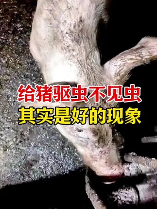 #母猪#一线兽医工作者 #每天分享实战养猪经验 #所有养猪人 #养猪人不容易