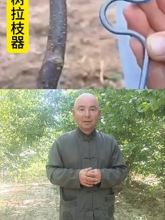 果树拉枝器#为你们服务#好货推荐#好货分享 #致富之路