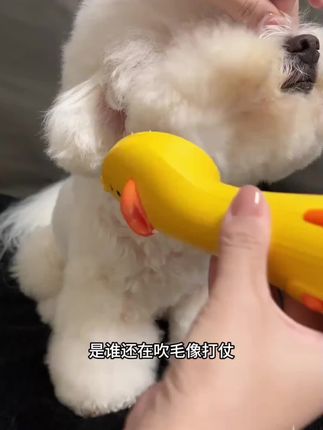 狗狗不反抗 平时在家吹毛太轻松啦 都快睡着了 小巧轻便不累手 #宠物吹风拉毛一体机 #宠物洗澡