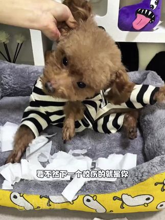 #宠物训犬拍?#训狗棒?#打狗棒