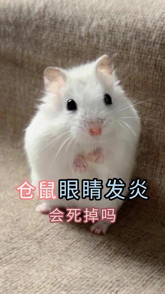 仓鼠眼睛发炎会死掉吗 #仓鼠