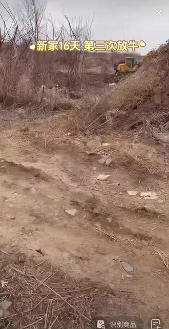 狗狗刚到新家第16天,已经有3天实习放牛经验,快的离谱 9个月东德,千里奔赴新家,适应的很好,处处透着一股说不上来气质,有种似曾相识的感觉!#记录真实生活 #东德牧羊犬 #新狗到家 #旺财放牛日记 #牛多多成长记