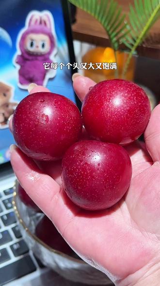 比车厘子还要好吃的樱桃李,像我这样的小孕妇一口就爱上了!樱桃李是樱桃与李子的完美结合,果子皮薄核小,肉质鲜嫩,纯甜无酸汁水足,口感是真的好#来过来尝尝这个 #樱桃李 #进口水果 #脆甜多汁 #新鲜应季水果一口一口把你吃掉
