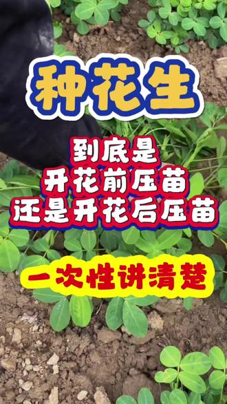 花生压苗 花生到底是开花前压苗,还是开花后压苗#花生压苗 #花生种植 #花生种植技术 #花生高产 #农业