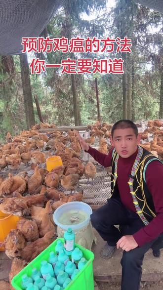 鸡瘟预防一次管3个月,一次五至六天每天两次#服务三农支持三农