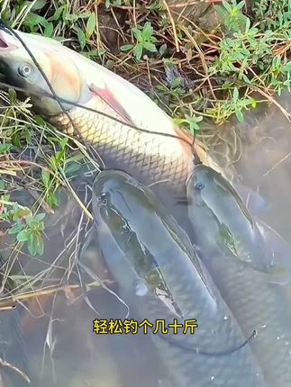 龙王恨青龙霸道颗粒,专为钓大青鱼大草鱼大鲤鱼研发,聚鱼快留鱼更久,雾化均匀,喜欢钓大物巨物的千万不要错过!#钓青鱼 #钓草鱼 #钓巨物 #颗粒饵料