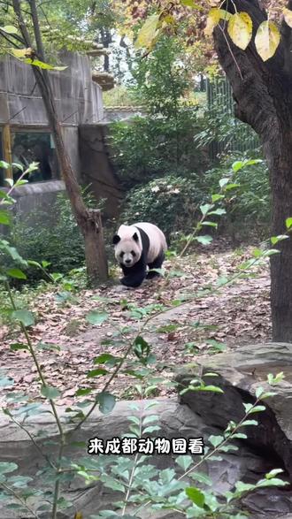 成都动物园现有三只熊猫 第一只大美熊是2010年日本出生的阳浜 第二只帅熊是2015年加拿大出生的加盼盼 第三只小帅熊是2018年成都基地出生的金玉#来这吸熊猫 #国宝熊猫 #大熊猫加盼盼