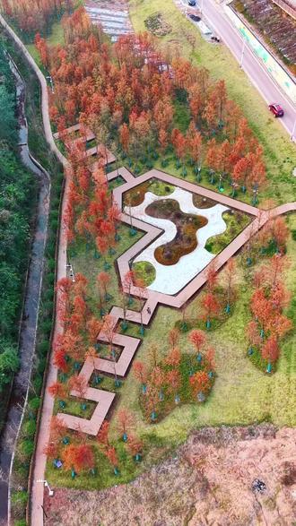 周末不来走走吗#来凤#藤茶公园#红杉树