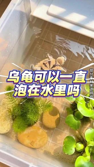 乌龟可以一直泡在水里吗#养龟日常 #宠物知识 #乌龟