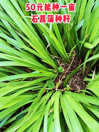 #上热门 我坦承,我每日都会发布视频,并非是因为闲暇无事,而是担忧在你恰好有需求的时候,我未能及时出现在你的视野。 #石菖蒲子育苗#技术指导