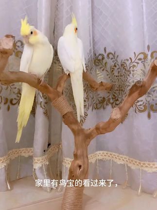 家里养鸟宝的这款站架不容错过,相当不错,煮波也在用,另外各种鸟宝好物分享点击下方橱窗#鹦鹉鹦鹉萌萌哒逗鹦鹉 #手养鹦鹉 #好物推荐 #玄凤鹦鹉
