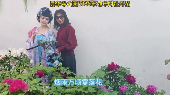 #吃喝玩乐分享计划 昙华寺公园2026年过年的牡丹花。