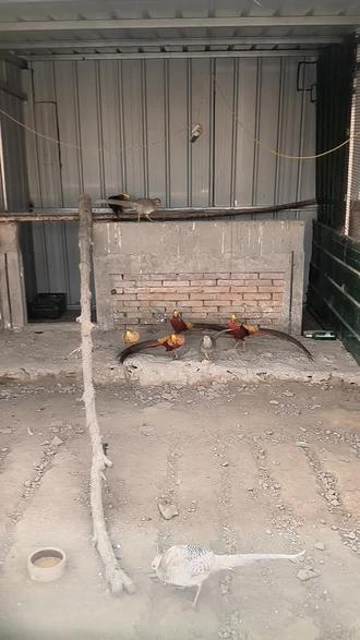 罕见的锦鸡求偶原声视频#鸟类实拍 #农村养殖 #原创视频 #谁知道这是什么