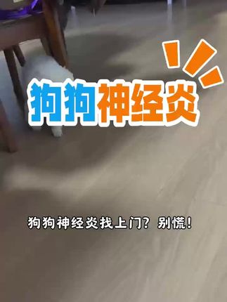 狗狗神经炎#狗狗神经炎 #狗狗神经炎症状 #狗狗瘫痪 #狗狗后腿无力#狗狗抽搐