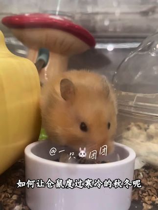 布卡星仓鼠纸棉=保暖 + 低敏低尘,一大包只要个位数 #超便宜超划算 #每日分享 #仓鼠🐹 #仓鼠过冬 #纸棉