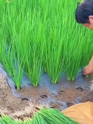 #三农 #强烈推荐 #纯天然绿色食品 #抖音助农扶农 #抖音助农我喜欢 在阳台小院种点小香葱,早晚吃点太方便了,红葱头种植长势快又整齐