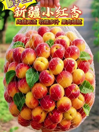 新疆小红杏新鲜上市啦!这个价格比超市划算多了!软糯香甜!纯甜无酸!快来试试吧!#新疆小红杏 #应季水果 #新鲜应季水果 #薅羊毛的快乐 #妈呀太香了