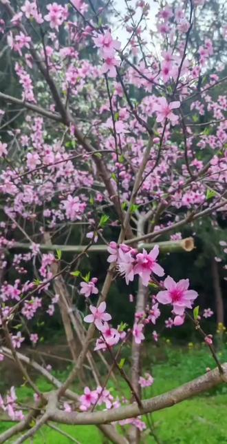 #春字卡片框住春天
春暖花开,愿您心想事成