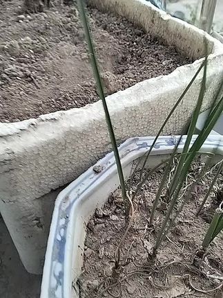 不锈钢小耙子"园林工具 "小耙子 "不锈钢耙子# ... 家庭必须,#实用#林园小耙子