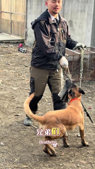 你家的马犬是不是这样的,#狗狗训练技巧 #狗狗 #马犬 #马犬爱好者 #养狗的乐趣