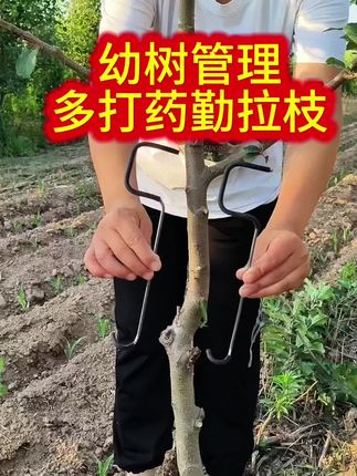 #种植小技巧 #三农种植 #新农人计划 #拉枝@抖音创作小助手 @抖音三农