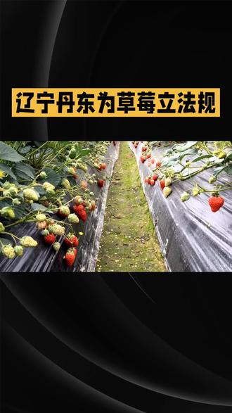 三农热点发布#草莓#丹东草莓#草莓立法#草莓种植 #草莓熟了