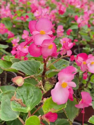 #爱生活爱养花 #好看的花一定分享给你 #花开时节留住美好 #家庭养花 #真好看