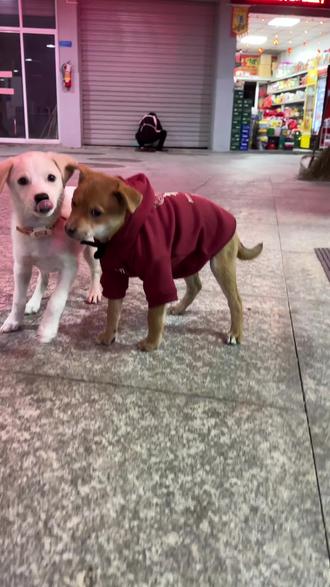 #田园犬 路都不会走了