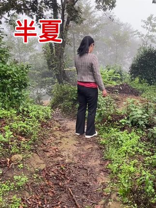半夏有这么大的颗吗?反正我是没有见过😁😁😁#回归自然 #草本植物