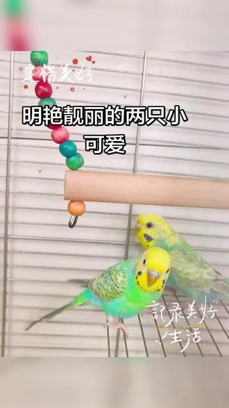 #虎皮鹦鹉#金彩虎皮鹦鹉