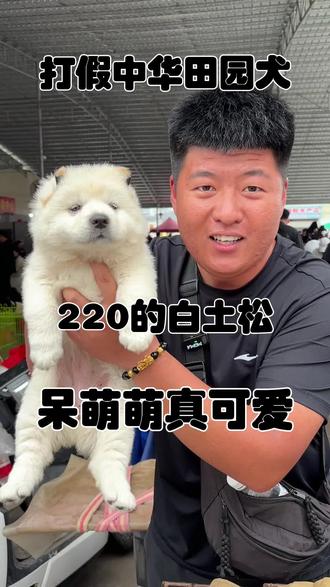 220的白土松,呆呆萌萌真可爱! 胖嘟嘟我真喜欢!#土松 #vlog十亿流量扶持计划 #白土松