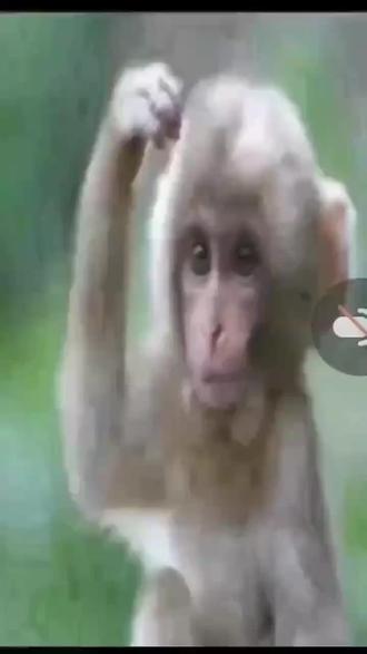 公益分享十二生肖饮食开财库秘诀
9⃣ 猴🐒 五行庚金
吃生庚金或者被庚金克的食物,也就是五行为己土和甲乙木的食物。分别有:黄豆、❤️ 豆腐、土豆、❤️ 花生、面包、❤️ 羊肉、❤️ 鱼子酱、香蕉、哈密瓜、❤️ 人参、苹果、❤️ 桃子、竹笋、❤️ 坚果(越吃越有财) 青菜、黄瓜、❤️ 绿豆❤️ 龙须菜(尤其是做大生意的属猴的朋友,龙须菜可以大大提升你的投资回报率)(❤️ 标注是最佳的)(注意属猴的朋友一定少吃肉类,忌喝各种酒类,肠道疾病和痔疮的高发人群!)