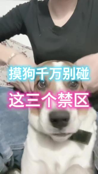摸狗千万别碰这三个禁区! 摸了它真的会翻脸#宠物 #狗狗 #宠物知识#科学养宠 #科学养宠攻略