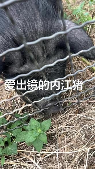 正宗内江猪,林地放养,放心猪肉#遂宁 #黑蛮子土猪肉 #我的乡村超安逸 #抖音推广
