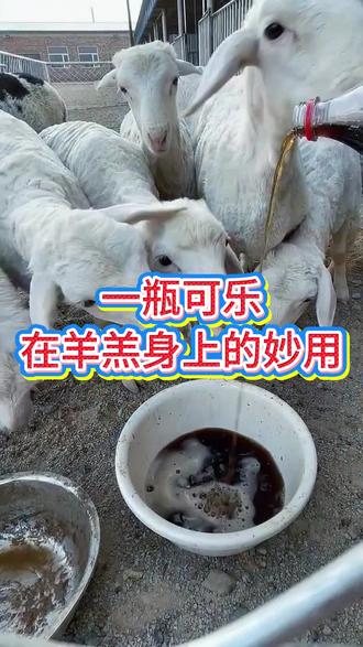 一瓶可乐在羊羔身上的妙用#养羊 #羊#养羊人