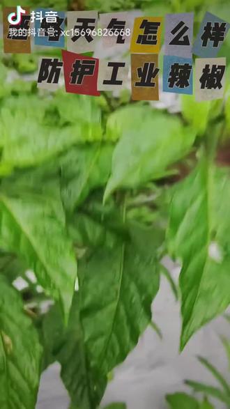 #关注兴创科技
我们一起成就新农人#农村生活日常