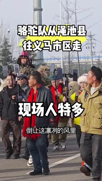 哇!骆驼队从渑池县往义马市区走,现场人超多 #户外实拍#东天山来的骆驼队