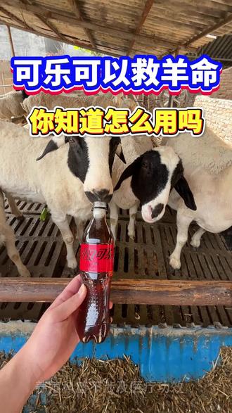 可乐竟然可以救羊命#养羊知识#养羊技术#养羊秘诀