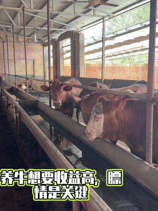 #牛羊养殖 #养殖场专用 #养殖业专业户 #合畜