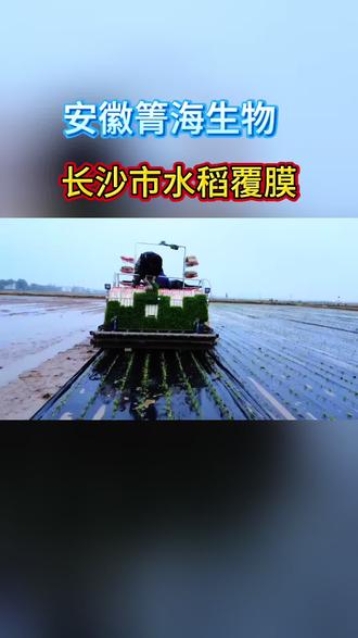 安徽箐海生物在长沙市开展水稻覆膜种植作业 覆膜水稻效果肉眼可见,保水增温还能省钱#水稻 #覆膜 #环保