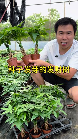 五编造型发财树,都是从种子开始发芽的,编好辫子做好造型发货#发财树 #花卉绿植
