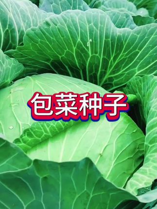 #种子盆栽 #种子推荐 #种地吧 #包菜种子 #蔬菜种子