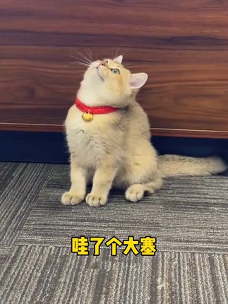 洛帕32%高蛋白无谷猫粮健康营养鸡肉牛肉全阶段主粮易消化 洛帕32%高蛋白无谷猫粮健康营养鸡肉牛肉全阶段主粮易消化益生菌#吃货猫 #宠物吃货 #无谷猫粮#宠物食品#养宠 @抖音小助手