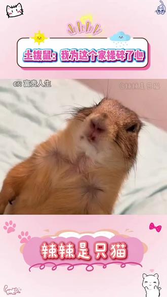 你站一会岗让孩子睡一会怎么了#可爱萌宠#宠物 #毛孩子 #土拨鼠