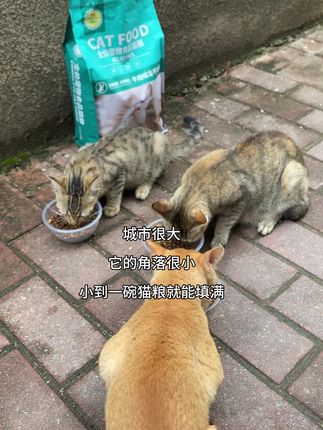 猫粮不是越贵越好,这款猫粮平价,猫咪爱吃!#猫粮推荐 #平价猫粮 #喂猫日记 #无限回购的宝藏单品