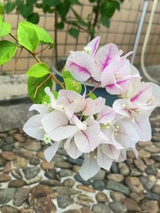 满园“花”色关不住😝#养花人 #三角梅 #拍花 #记录生活 #小院