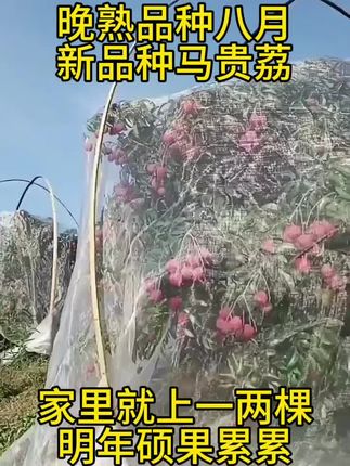 晚熟品种八月#马贵荔