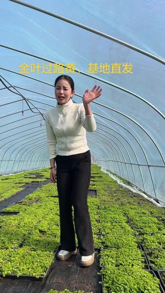 金叶过路黄.铺地黄金说的就是过路黄#基地直发 #花镜搭配 #地被植物