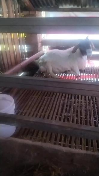 母羊生产全过程,听到母羊的叫声就知道有多痛苦#母爱不分物种